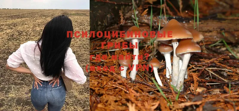 ссылка на мегу   Бор  Галлюциногенные грибы Psilocybine cubensis  купить закладку 